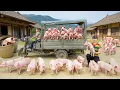 Download Lagu Buy 100 Piglets from Farmers, Transport By Truck Piglets Selling At The Market | New Free Bushcraft