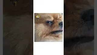 اگه دل دیدنش رو ندارید ویدیو رو رد کنین Dog Animals پامرانین سگ مرگ 