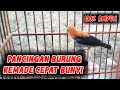 Download Lagu SUARA BURUNG KEMADE PANCINGAN KEMADE CEPAT BUNYI..