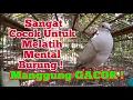 Download Lagu Suara Burung Puter Gacor , merangsang burung puter agar bunyi | burung puter Lokal gacor Dor