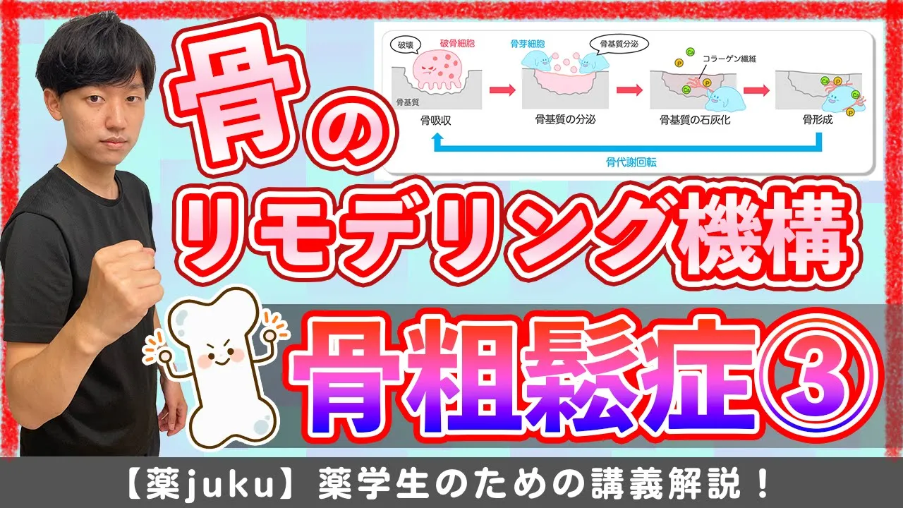 【骨代謝回轉について】骨芽細胞・破骨細胞の働きがまとまるリモデリング機構