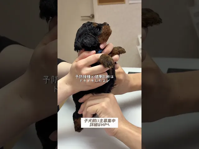 動画