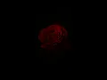 Arctic Monkeys - Do I Wanna Know { slowed + reverb }