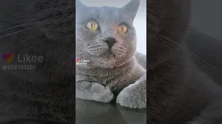 Https L Likee Video V LPx5Bz 