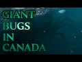 Lagu Giant Bugs in Canada: Monster Spiders, Worms, and Mosquitoes [Cryptozoology Compilation]