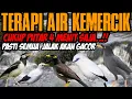 terapi air kemercik buat jalak auto langsung respon dan gacor dan lihat hasilnya