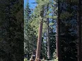 Download Lagu Tree Falling in South Lake Tahoe on Tata Lane