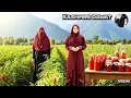 Download Lagu  How to Make and Store Tomato Puree at Home 🍅🍅