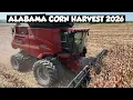 CORN IS TURNING OUT GREAT THIS YEAR