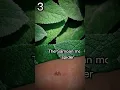 The smallest spider in the world