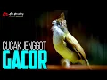 Download Lagu CUCAK JENGGOT SUPER GACOR  MATERI RAPET BESETAN TAJEM
