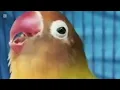 Lagu Lovebird ngekek panjang dengan variasi isian terbaik dan tembakan mewah 1 Januari 2026