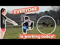 Double duty means help from my farm hand - he PICKS and I put him to WORK