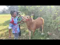 Download Lagu Pasangan Brekai Balab Yaitu Griduh Onggu Tembusen Sumenep Latihan Di Lap Skep Bangkalan. 