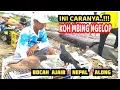 Lagu ❤️INI CARANYA‼️NGELOP BOCAH AJAIB,NEPAL,ALONG‼️ BINTANG UTARA KOH MBING