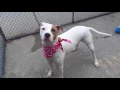 LEXIE A1095287