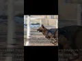 Download Lagu The Malinois is Basically a Special Forces Agent in Torpedo Suit  #dogbreed #malinois #workingdog