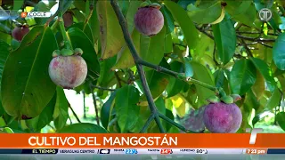 El mangostán, la reina de las frutas