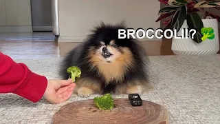 My Picky Pomeranian Reviews Food | She Has VERY Strong Opinions