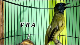 suara gacor ngerol dari kutilang sutra satu ini mampu pikat lawannya auto nyaut pagi siang malam