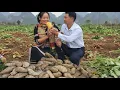 Lagu Harvesting Yacon Root – A Sweet, Unique Yam with Amazing Health Benefits