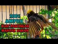 Download Lagu PANCINGAN MANYAR agar cepat EMOSI \u0026 cepat BUNYI, MANYAR BAHAN auto langsung NYAUT \u0026 RAJIN BUNYI