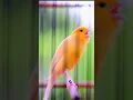 Download Lagu KENARI GACOR NEMBAK PANJANG SATU NAFAS | MASTERAN KENARI | PANCINGAN KENARI #short #shorts
