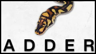 This Forgotten Morph Our New Favorite Project ADDER Ball Python