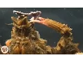 Download Lagu Decorator Crabs Make High Fashion at Low Tide | Deep Look