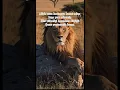 Download Lagu Allah azan karıncya kanat takar kuşa yem edermiş Her yükselişi hayra,her düşüşü Şerre yormamak lazım