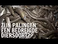 Lagu Zijn palingen een bedreigde diersoort? | De Buitendienst over paling