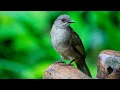 Download Lagu ISIAN KASAR !! SIKATAN LONDO GACOR !! BIRD NIGTHINGALE SINGING