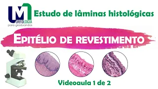Epitélio de revestimento  - Estudo de lâminas histológicas. VIDEOAULA 01/02