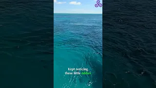 Boat Moving on Anchor? The CRAZY Tide Currents (Berry Islands)