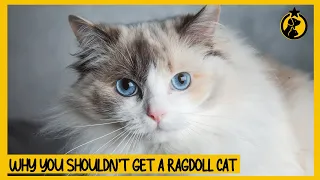 5 Reasons Why You Shouldn t Get a Ragdoll Cat