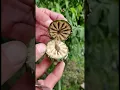 Download Lagu Cutting poppy seed pod/ Opium seed pod crossection / Viral short/Seed pod/My Home Garden.