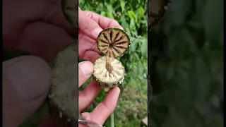 Cutting Poppy Seed Pod Opium Seed Pod Crossection Viral Short Seed Pod My Home Garden  Cutting Poppy Seed Pod Opium Seed Pod Crossection Viral Short Seed Pod My Home Garden