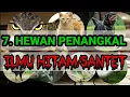 Download Lagu 7 HEWAN PELIHARAAN PENANGKAL ILMU HITAM \u0026 SANTET