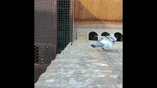 سباق الحمام الزاجل في السعودية سباق العرعري سباق ماراطوني 1020كم 