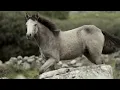 Nick Cave & The Bad Seeds - Bright Horses - Piano/Ambient Guitar Cover