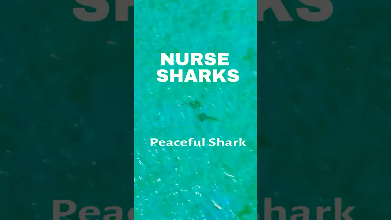 Nurse Sharks at Las Perlas Islands 🦈 | Peaceful Sharks in the Pacific Ocean (Drone Footage)