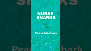 Nurse Sharks at Las Perlas Islands 🦈 | Peaceful Sharks in the Pacific Ocean (Drone Footage)