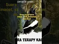 Download Lagu terapi kacer malam hari di jamin ampuh#caramerawatkacer #kacergacor #terapikacer