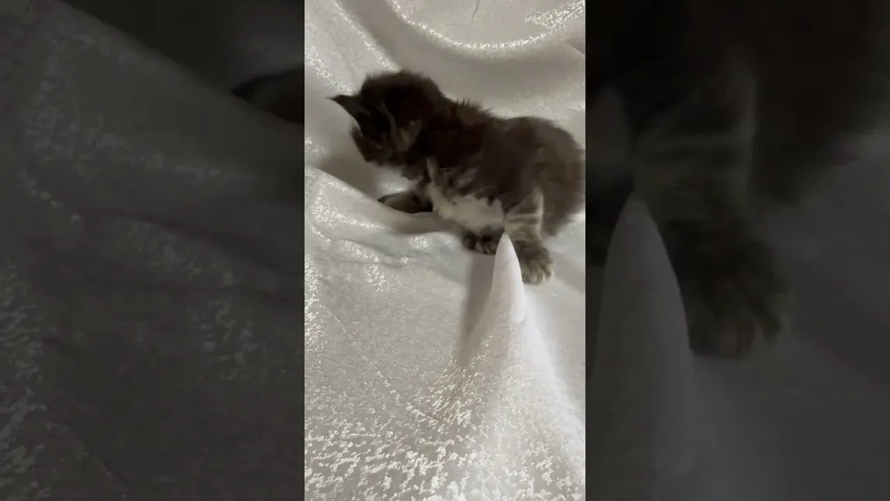 動画