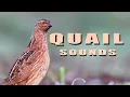 Download Lagu Burung puyuh biasa. Suara burung dari padang rumput musim panas