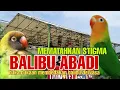 Download Lagu BUKA-BUKAAN BALIBU ABADI||MEMATAHKAN STIGMA NYASA \u0026 BLACK CHEEKED-membedakan balibu/dewasa