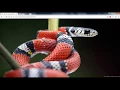 How to Make Image SlideShow in HTML Without JavaScript How to create a Image Slider in html