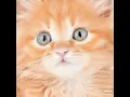 #cat sad Beach Bunny - Prom Queen #music