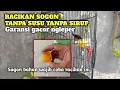 Download Lagu Tanpa susu tanpa sirup‼️ Cuma modal 3000 rupiah bikin sogon gacor