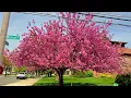 Spring Flowers Staten Island NYC s Spring Beauty Spring Flowers Trees 2025